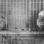 Vermont Law Offers Two-Week Animal Welfare Course
